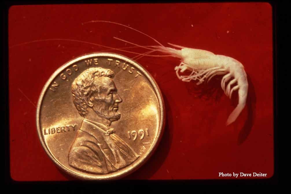 Alabama%20Cave%20Shrimp%201_DAY%201.jpg